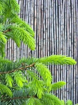 Coniferous tree branches. Floral background of coniferous tree branches Stock Photos
