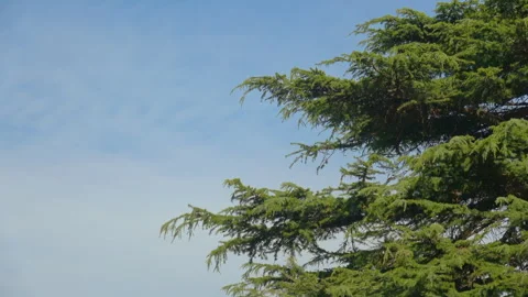 Coniferous tree branches Stock Footage 278435143
