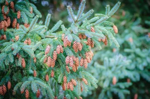 Coniferous tree branches with many cones. Picea pungens. Blue spruce Stock Photos