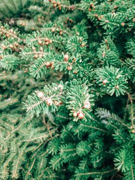 Coniferous tree branches Stock Photos