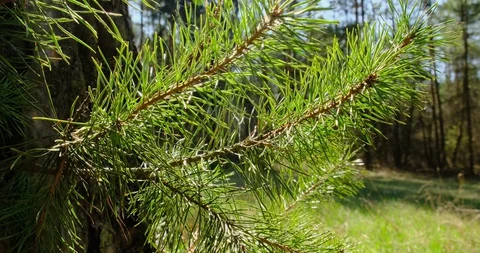 Coniferous tree branches at the sun. Close-up Stock Footage 128178080