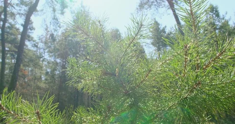 Coniferous tree branches at the sun. Close-up Stock Footage 128178820