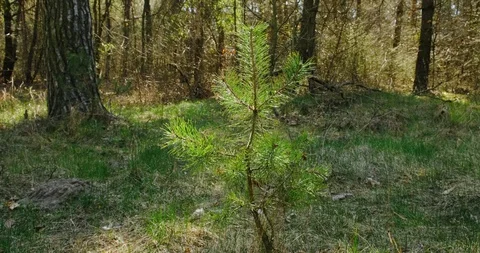 Coniferous tree branches at the sun. Close-up Stock Footage 128179787
