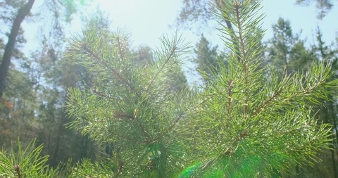 Coniferous tree branches at the sun. Close-up Stock Footage 128222636