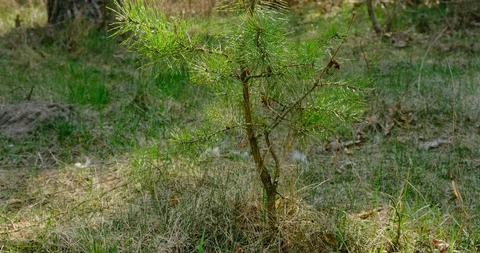 Coniferous tree branches at the sun. Close-up Stock Footage 128222817