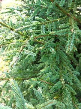 Coniferous tree branches texture. Fir needle-leaved tree, evergreen Stock Photos