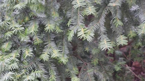 Coniferous tree branches in the wind Stock Footage 168580147