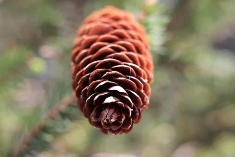 Coniferous tree close-up  Stock Photos