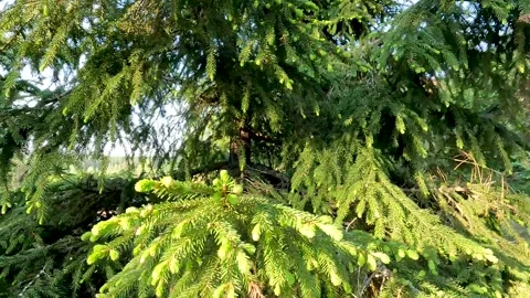 A coniferous tree in close-up. Spruce branches. Vídeos de archivo 278181987