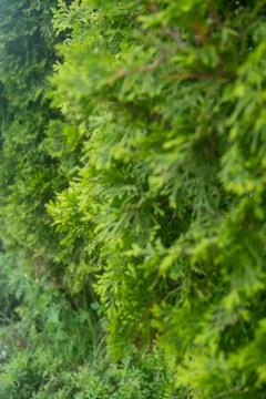 Coniferous tree concept. Background from pine leaves. Green plant. Stock Photos
