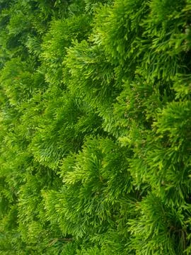 Coniferous tree concept. Background from pine leaves. Green plant. Foto stock