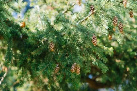 Coniferous tree with cones close-up Fotos de archivo