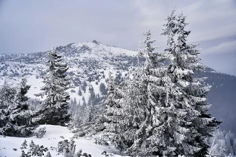 Coniferous tree covered with snow on a mountainside in winter Fotos Stock