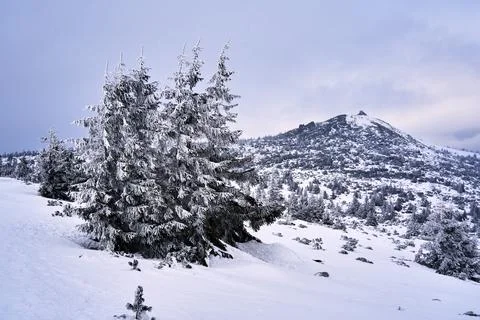 Coniferous tree covered with snow on a mountainside in winter Stock-Fotos