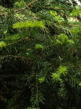 Coniferous tree detail Stock Photos