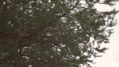 Coniferous tree during the rain Stock Footage 163023638