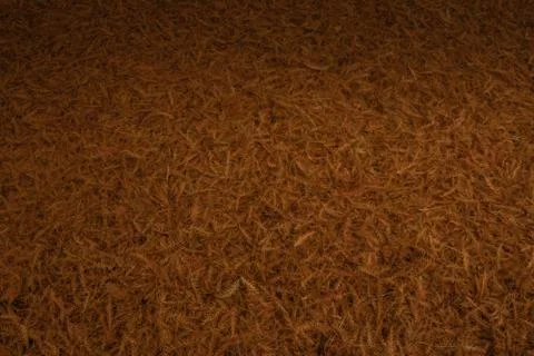 The coniferous tree falls Fotos de archivo