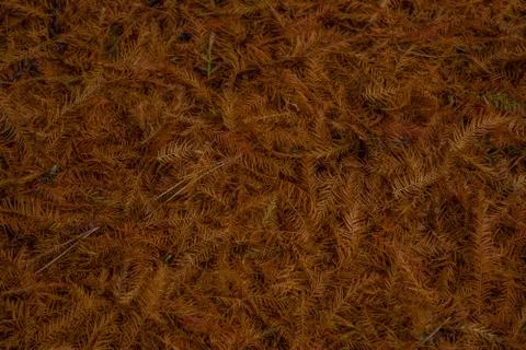 The coniferous tree falls Stock Photos