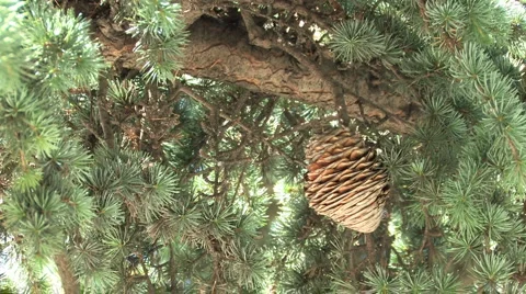 Coniferous Tree Stock Footage 959122