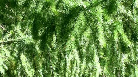 Coniferous tree Stock Footage 10899945