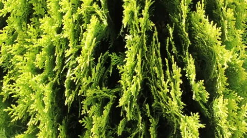 Coniferous Tree Stock Footage 52668883