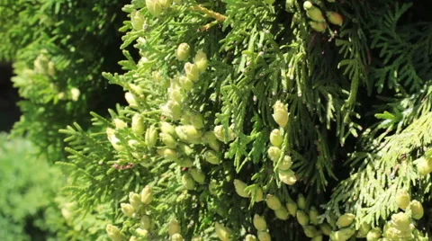 Coniferous Tree Stock-Footage 52668958