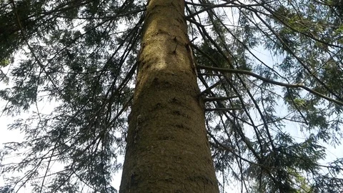 A coniferous tree in the forest Video stock 95112066