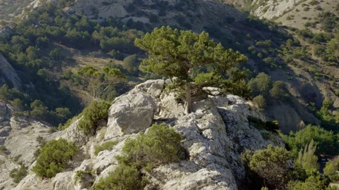 Coniferous tree growing on a rock. Mountain landscape. 4K 動画素材 145558308