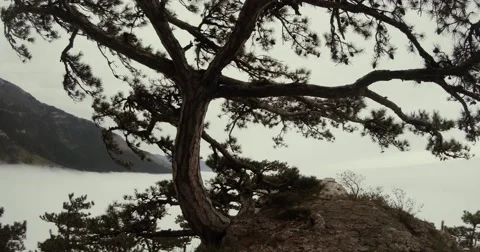 Coniferous tree on a hill in the mountains at the bottom of the sea cloudy Stock Footage 53564516