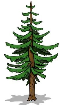 Coniferous Tree Stock Illustration