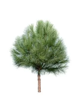 Coniferous tree isolated over white background Stock Photos