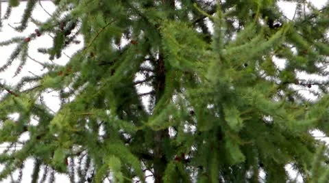 Coniferous tree - a larch against the white sky and snow 스톡 동영상 10600389