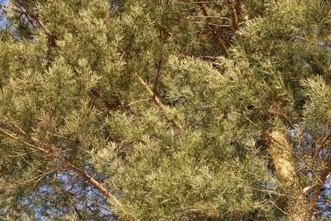 Coniferous tree with a large crown. Bottom view. Stock Photos