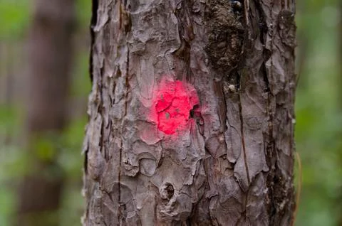 Coniferous tree marked for clearing Foto stock