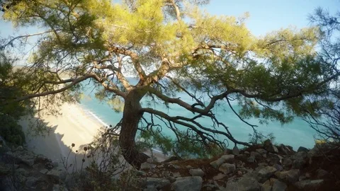 Coniferous tree, the Mediterranean Sea from the hill on which the ruins of the Stock Footage 81745893