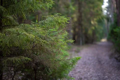 Coniferous tree in the middle of the forest and a watery road Stock Photos