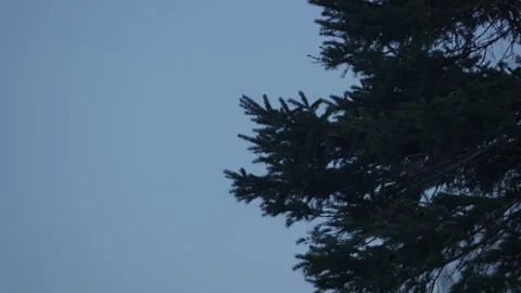Coniferous tree needle branches with dark blue sky tilting down Stock Footage 260630711