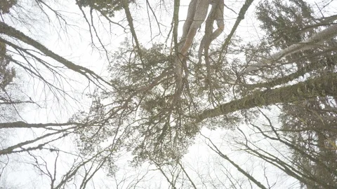 Coniferous, tree, old, pine, forest, plant, white, branch, nature, season, wood, Stock Footage 124612127