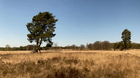 Coniferous tree in open area of forest in Hoenderloo, Netherlands Stock-Footage 153394796