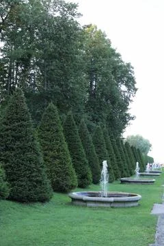 Coniferous tree in park is triangular. beautiful landscaping in park area for Stock Photos