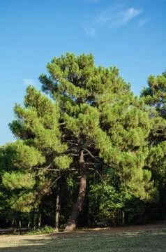 Coniferous Tree Stock Photos