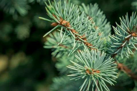 Coniferous tree Stock Photos