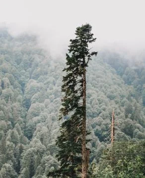 Coniferous tree. Stock Photos