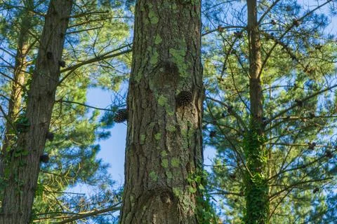 Coniferous tree with pine cones growing on the trunk Stock Photos