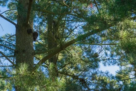 Coniferous tree with pine cones growing on trunk Stock Photos