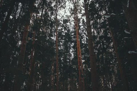 Coniferous tree, pine trees in the winter forest Stock Photos