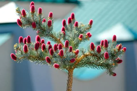 Coniferous tree with pink cones in spring Foto stock