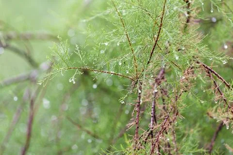 Coniferous tree with raindrops on the branches. Stock Photos