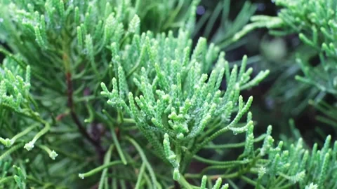 Coniferous tree in raindrops  Stock Footage 252649905