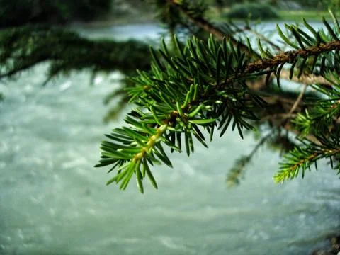 Coniferous tree by the river Stock Photos